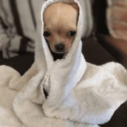 Perritos que tienen frío❄️✨ 
