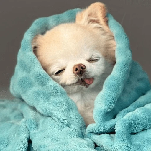 Perritos que tienen frío❄️✨ 
