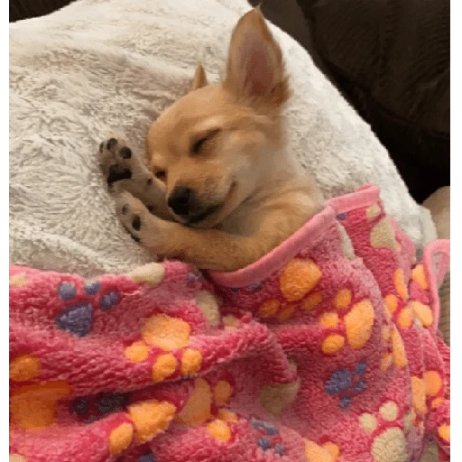 Perritos que tienen frío❄️✨ 
 preview