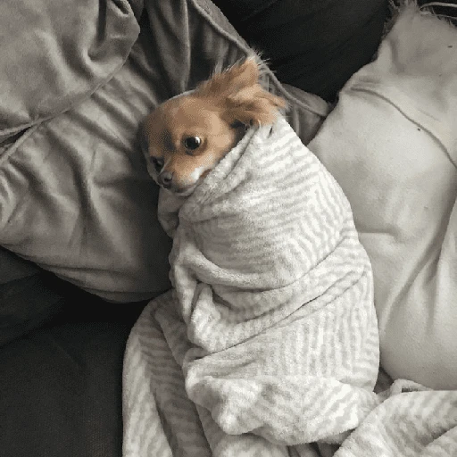 Perritos que tienen frío❄️✨ 
