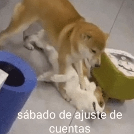 Animalitos para el chat💕 
