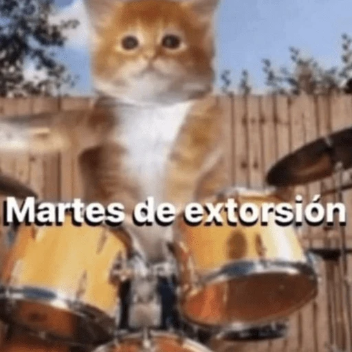 Animalitos para el chat💕 
