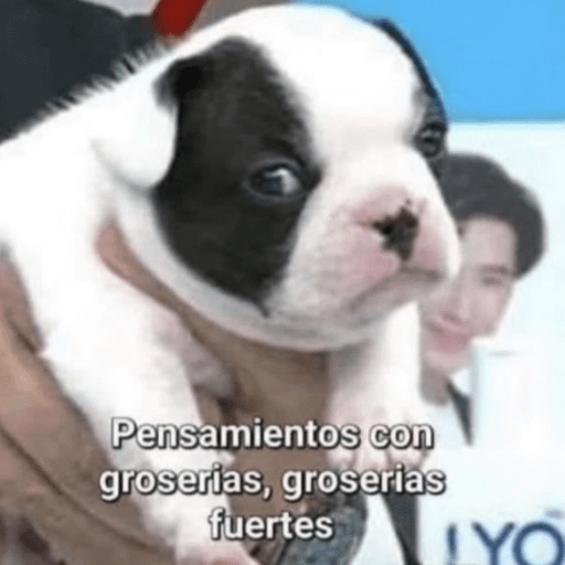 Animalitos para el chat💕 
