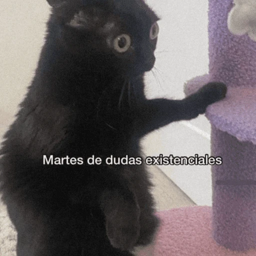 Animalitos para el chat💕 
