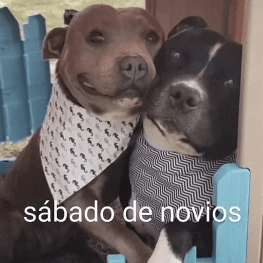 Animalitos para el chat💕 
