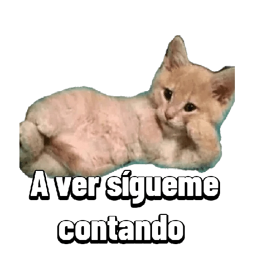 Michis memes 😹😼 
