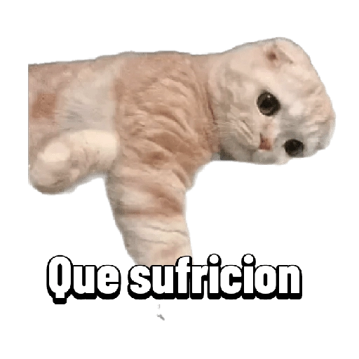 Michis memes 😹😼 
 preview