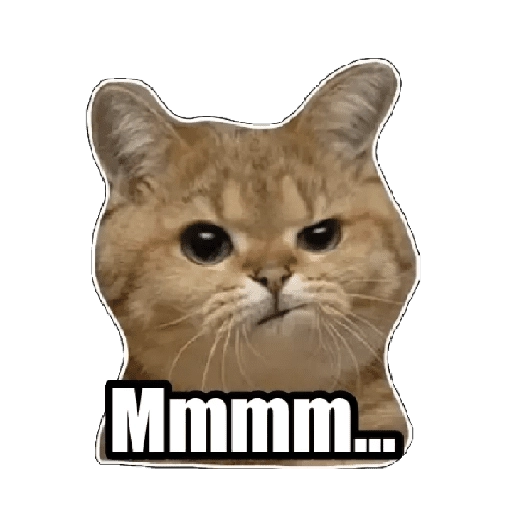 Michis memes 😹😼 
