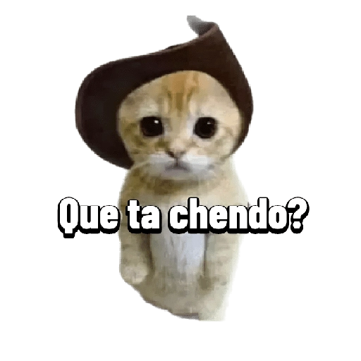 Michis memes 😹😼 
