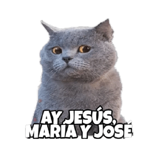 Michis memes 😹😼 
