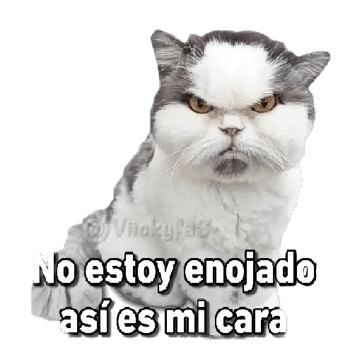 Michis memes 😹😼 
