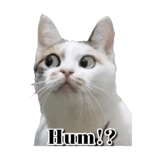 Michis memes 😹😼 
