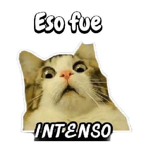 Michis memes 😹😼 
