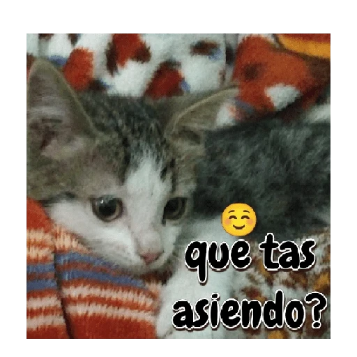 Michis memes 😹😼 
