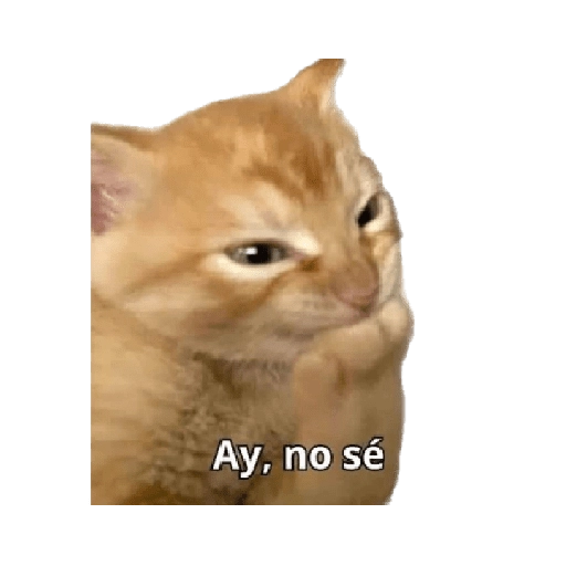 Michis memes 😹😼 
