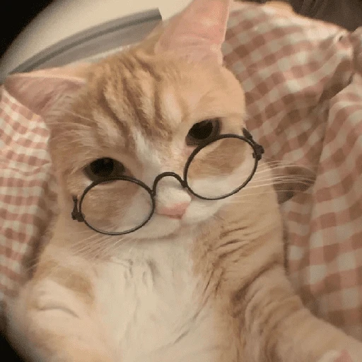 MICHIS 🥰🐱 
