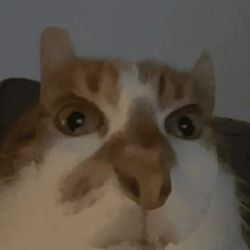 MICHIS 🥰🐱 
