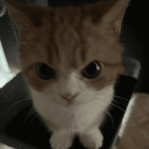 MICHIS 🥰🐱 
