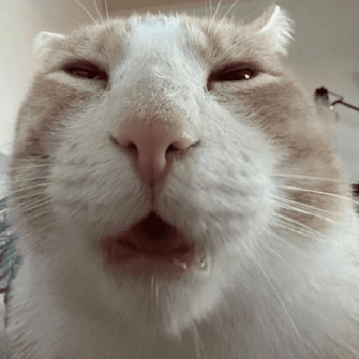 MICHIS 🥰🐱 
