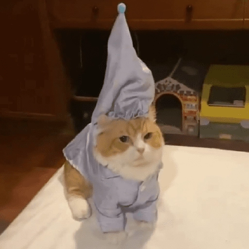 MICHIS 🥰🐱 
