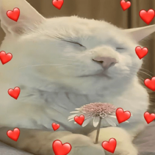 MICHIS 🥰🐱 
