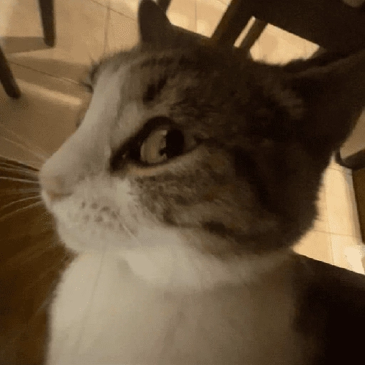 MICHIS 🥰🐱 
