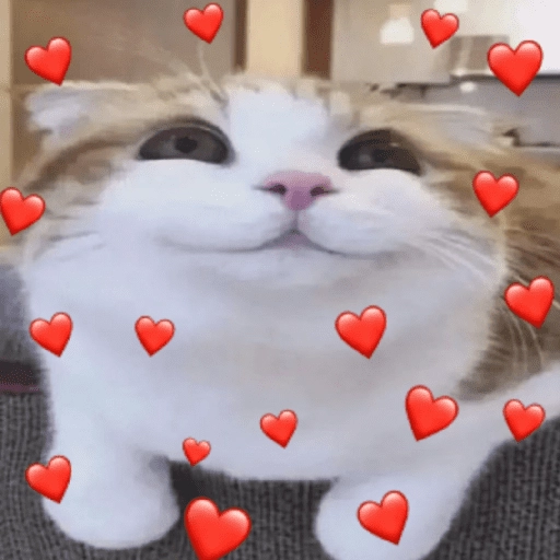 MICHIS 🥰🐱 
