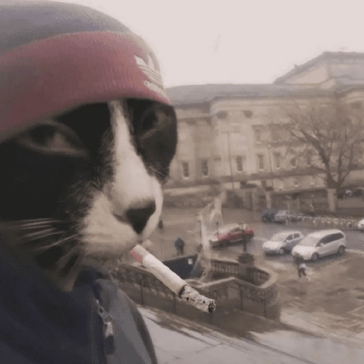 MICHIS 🥰🐱 
