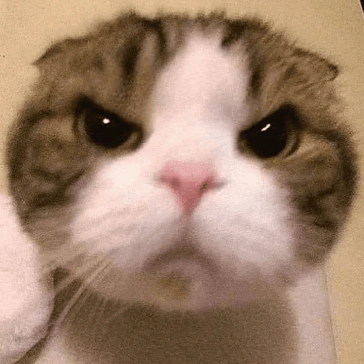 MICHIS 🥰🐱 
