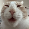 MICHIS 🥰🐱 
