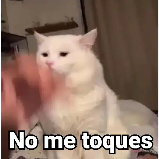 Gatitos Locos 2😼 
