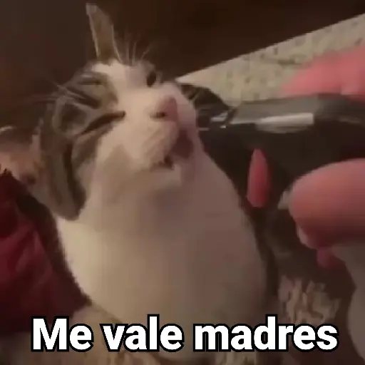 Gatitos Locos 2😼 

