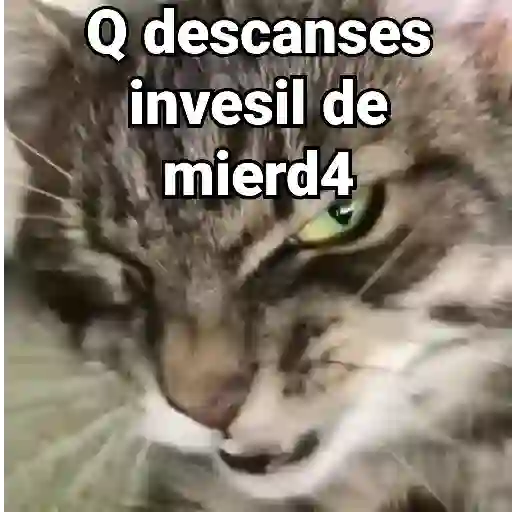 Gatitos Locos 2😼 
