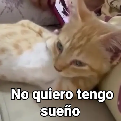 Gatitos Locos 2😼 
