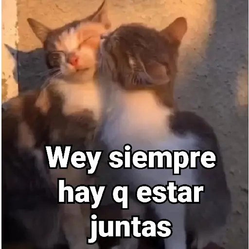 Gatitos Locos 2😼 
