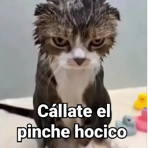Gatitos Locos 2😼 
