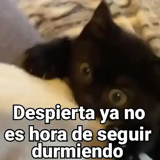 Gatitos Locos 2😼 
