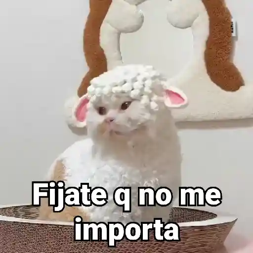 Gatitos Locos 2😼 
