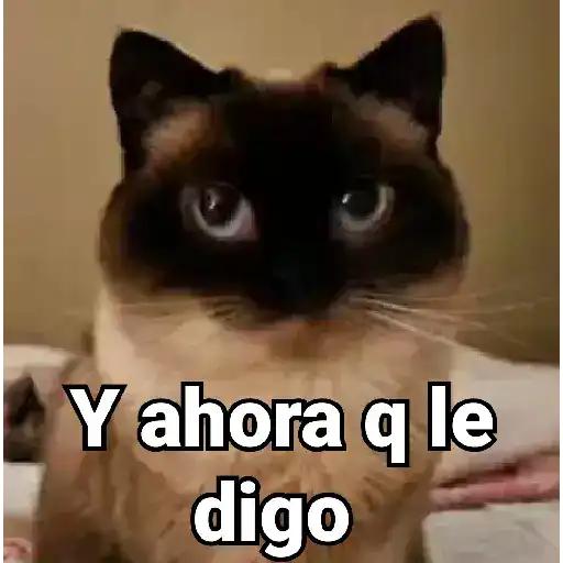 Gatitos Locos 2😼 
