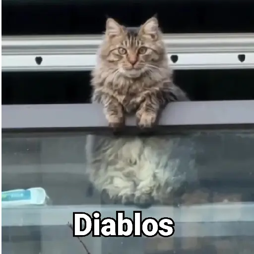 Gatitos Locos 2😼 
