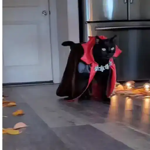 Halloween Tiktok☠️🕸️🎃 
