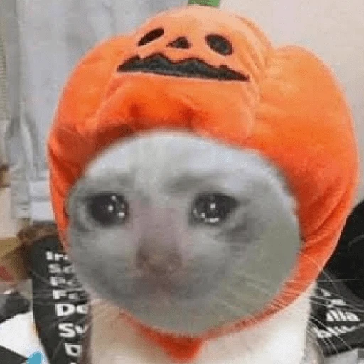 memes Halloween 🎃 😎 
