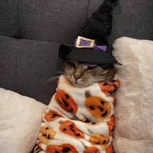 memes Halloween 🎃 😎 
 preview