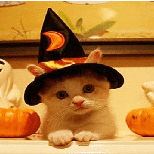 memes Halloween 🎃 😎 
