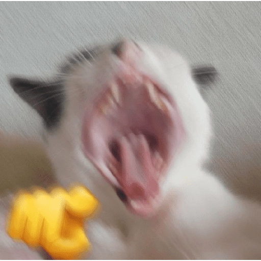 Michis Reacciones 2🐱✨ 
