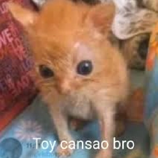 Michis Reacciones 2🐱✨ 
