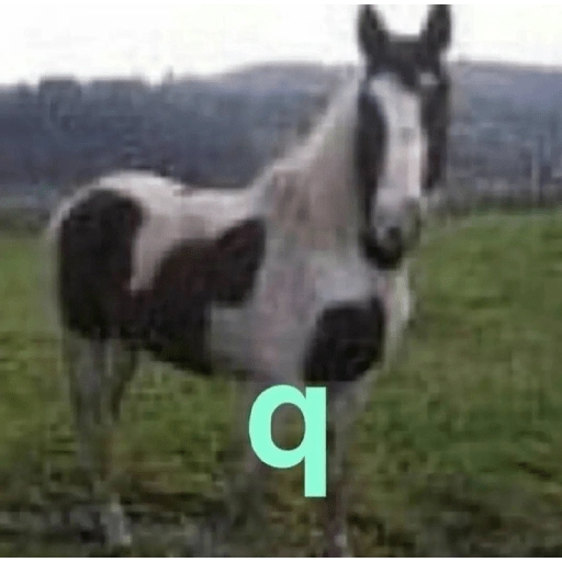 tia paola meme