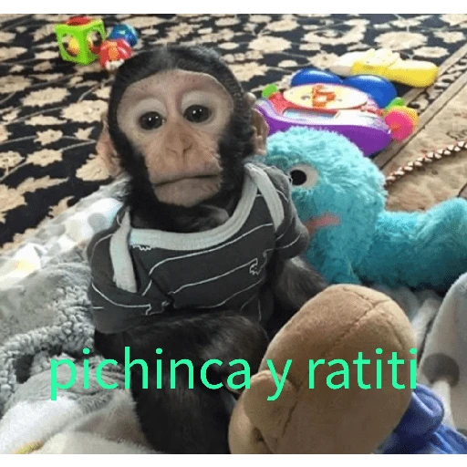 tia paola meme