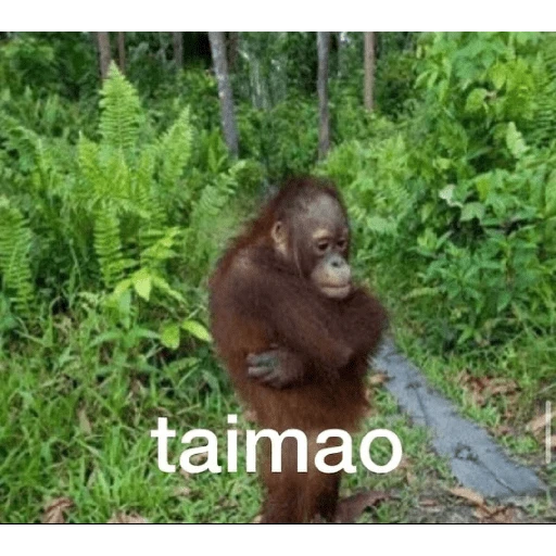 tia paola meme