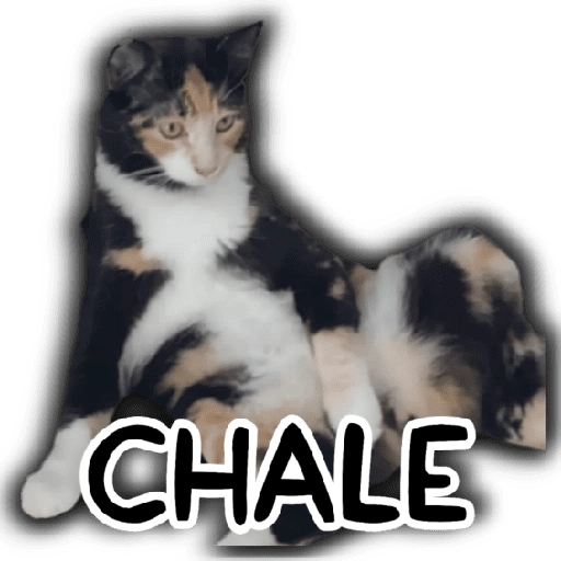 Memes para tu whats 2️⃣ 🐱 
